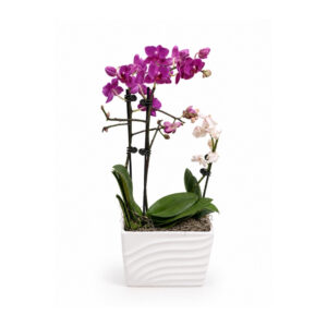 Orchid